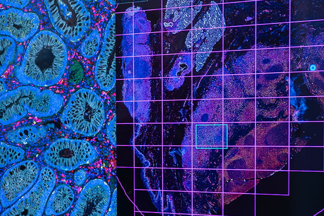 close up of colorful microscopic images on a computer monitor