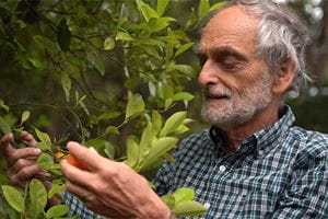 a man picks fruit from a tree in his garden