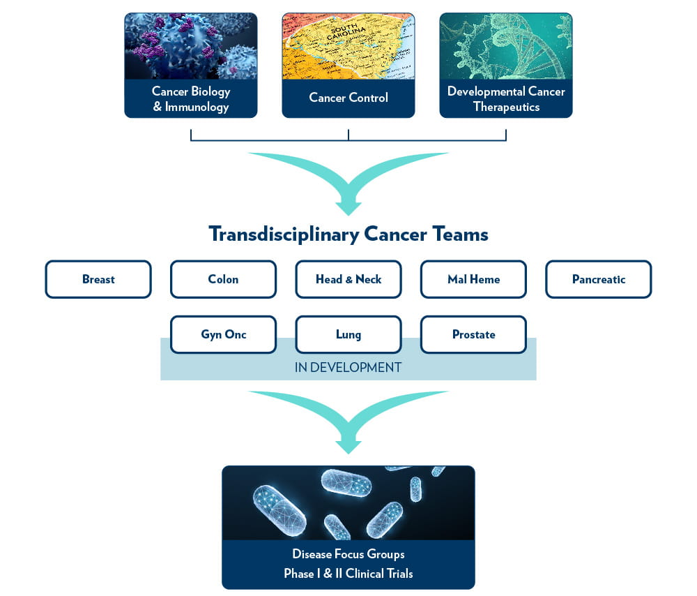 chart showing the cancer biology & immunology, cancer control, and developmental cancer therapeutics research programs flowing into the breast, colon, head and neck, mal heme, pancreatic, gyn onc, lung, and prostate transdisciplinary cancer teams which flow into disease focus groups and clinical trials