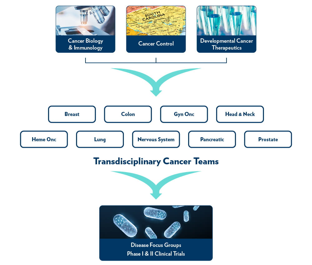 chart showing the cancer biology & immunology, cancer control, and developmental cancer therapeutics research programs flowing into the breast, colon, gyn onc, head and neck, heme onc, lung, nervous system, pancreatic, and prostate transdisciplinary cancer teams which flow into disease focus groups and clinical trials