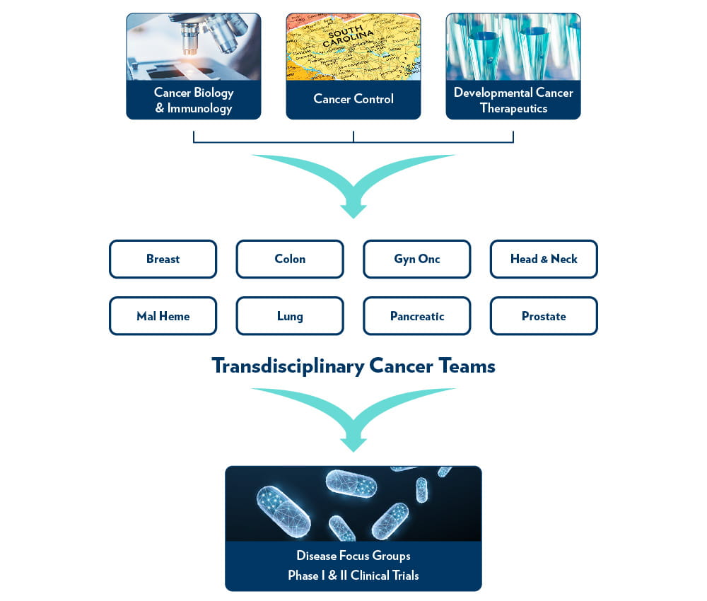 chart showing the cancer biology & immunology, cancer control, and developmental cancer therapeutics research programs flowing into the breast, colon, gyn onc, head and neck, mal heme, lung, pancreatic, and prostate transdisciplinary cancer teams which flow into disease focus groups and clinical trials