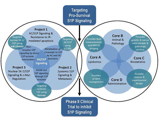 chart showing the sphingolipid program project grant projects and cores and the ways they overlap