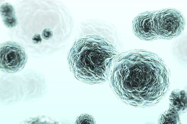 microscopic cells