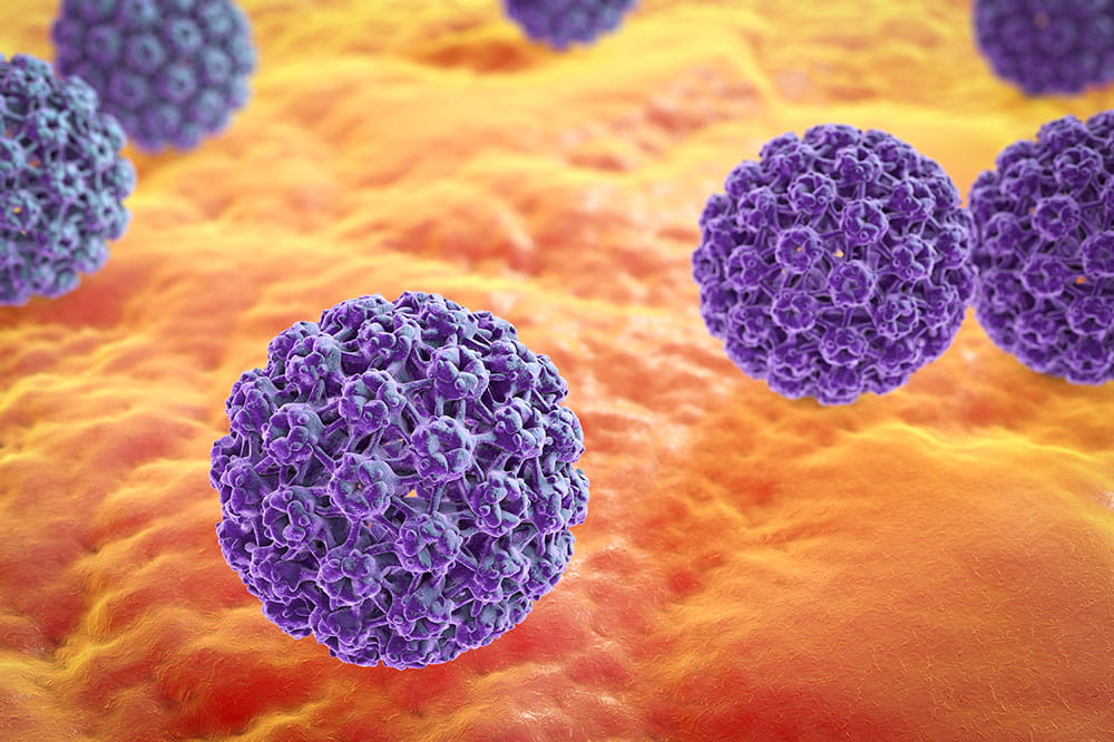 rendering of the human papillomavirus