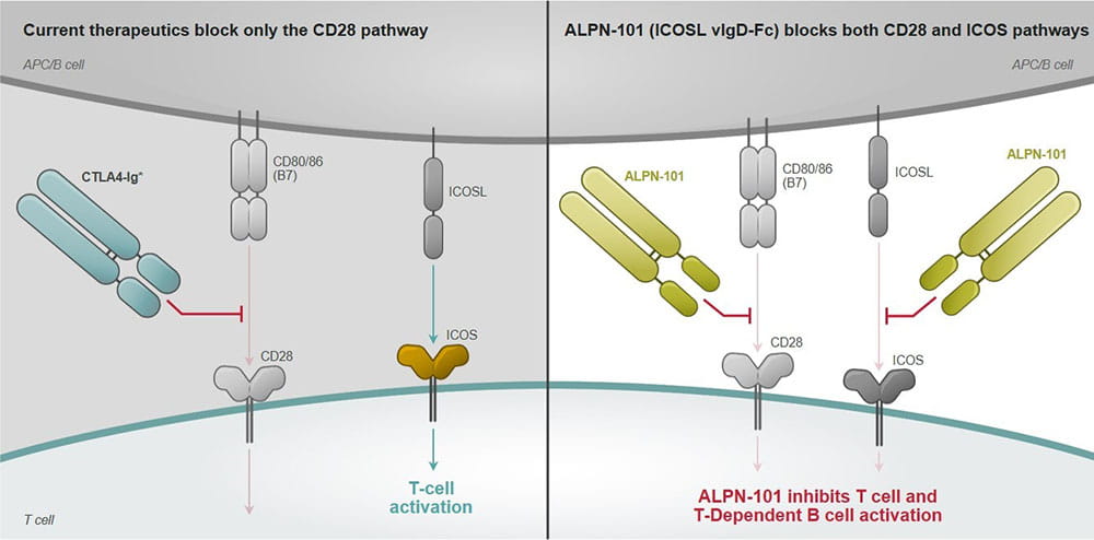 figure showing the two major T-cell co-stimulation pathways, ICOS and CD28, targeted by the new drug candidate ALPN-101 as compared to CTLA-4-Fc CD28/B7 pathway inhibitors