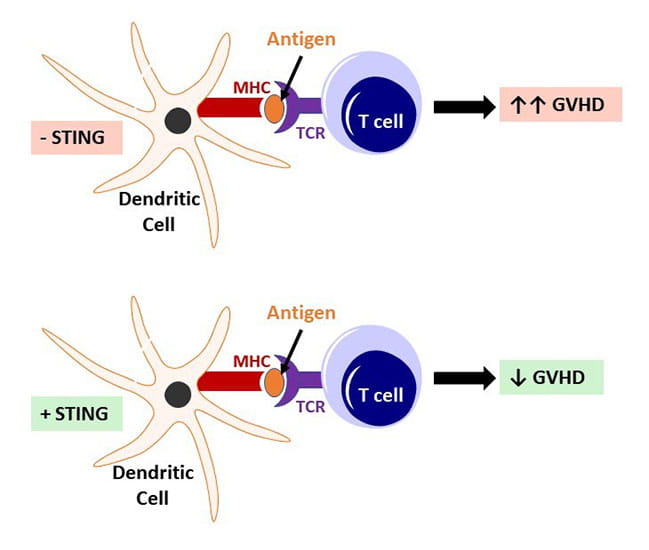 diagram showing how the absence of STING increases graft versus host disease while the addition of STING reduces severity of graft versus host disease after bone marrow transplantation