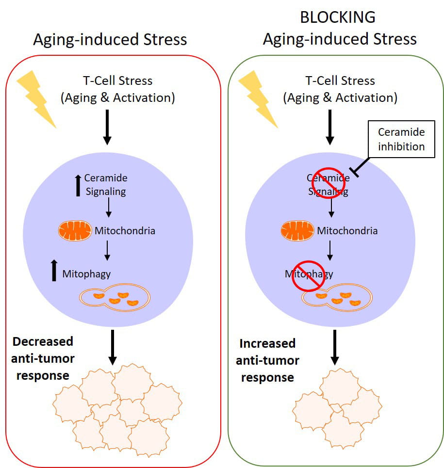 figure showing how aging-induced stress in t-cells leads to decreased anti-tumor response while blocking the stress through ceramide inhibition leads to increased anti-tumor response