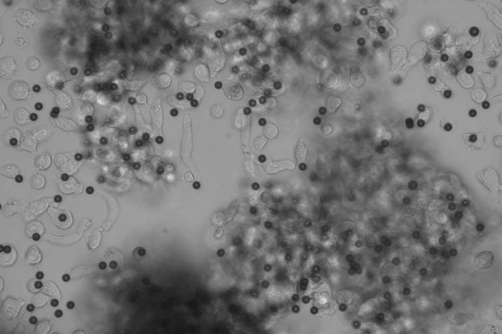 microscope image of regulatory T-cells