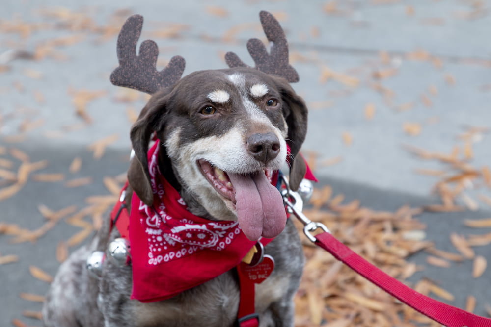 A dog wearing a bandana and antlers