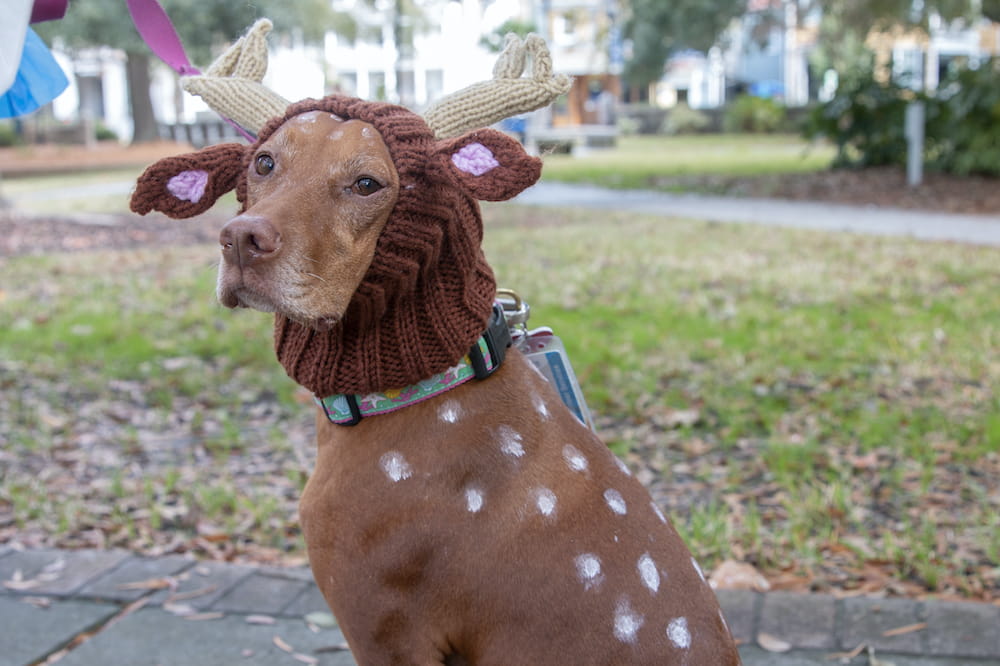 A dog wearing a reindeer onesie