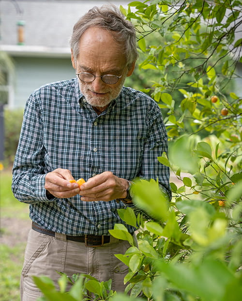 a man examines a small orange fruit pulled from a large tree
