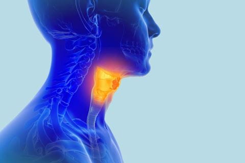 illustration of a person with internal structures visible and the throat area yellow and orange