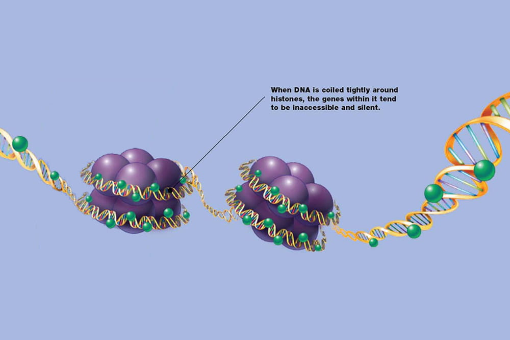 Histones spooling DNA.Copyright OIST (Okinawa Institute of Science and Technology Graduate University. CC BY 4.0 License.