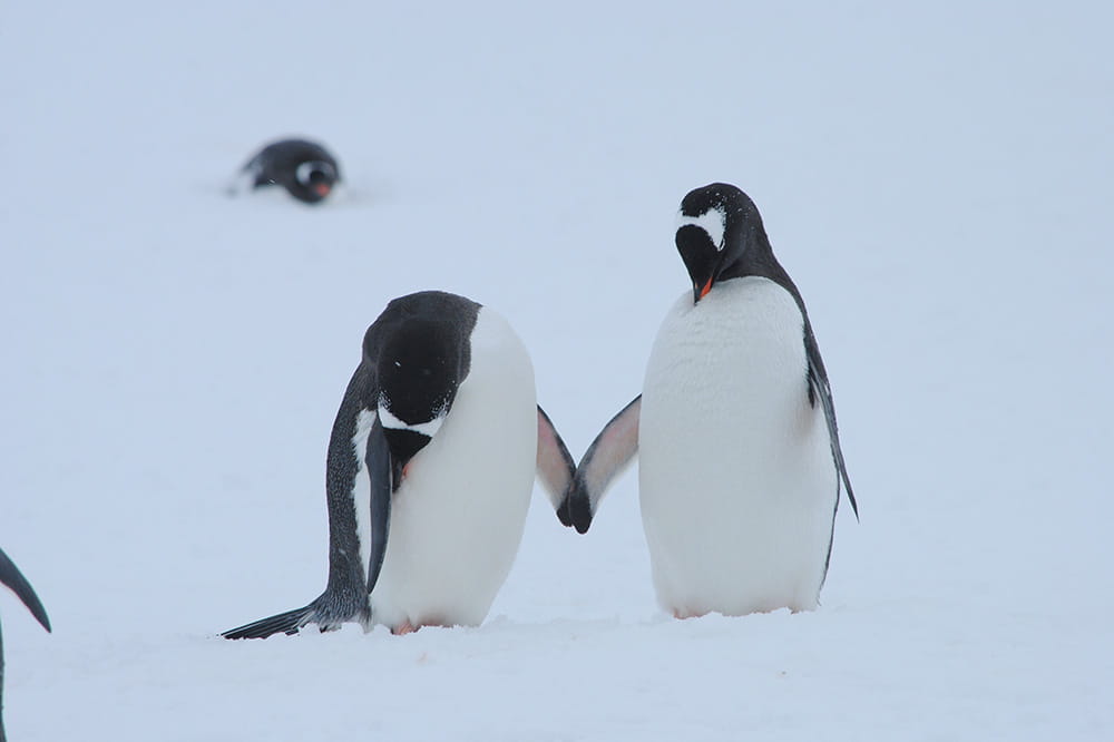 a pair of penguins appear to be holding flippers as one penguin looks down bashfully